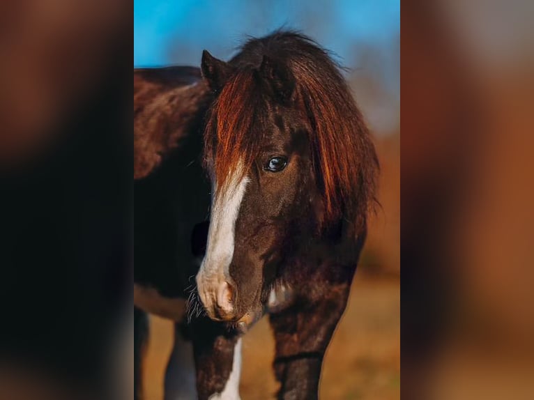 Inne kuce/małe konie Wałach 9 lat 107 cm Srokata in Lyles