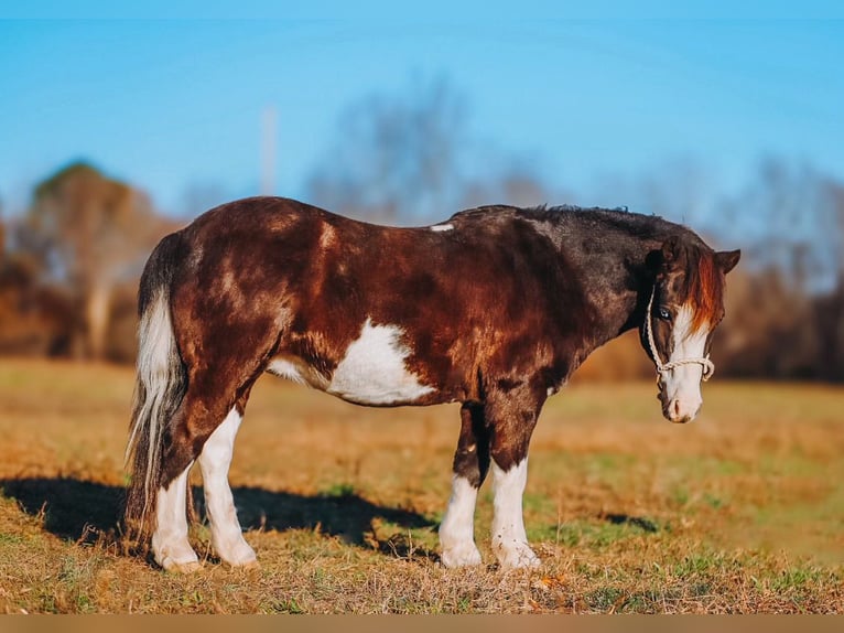 Inne kuce/małe konie Wałach 9 lat 107 cm Srokata in Lyles
