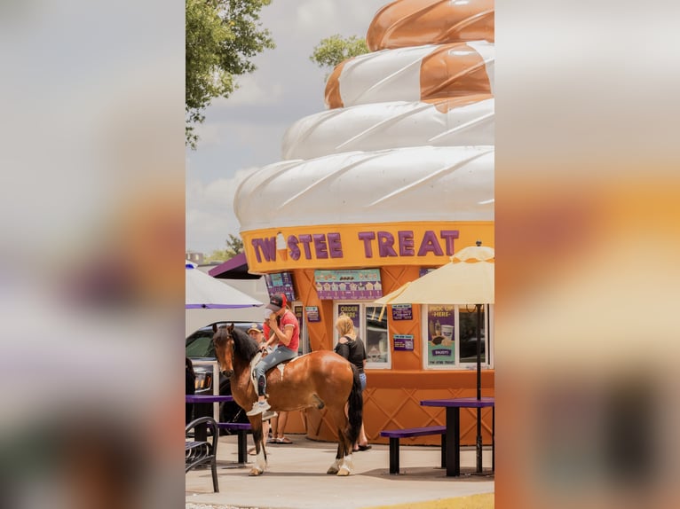Inne kuce/małe konie Wałach 9 lat 127 cm in Ocala, FL