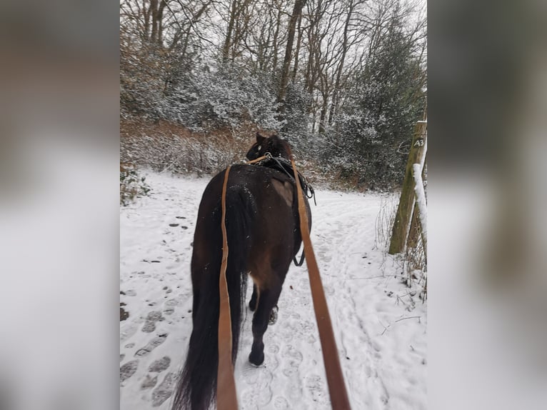 Inne kuce/małe konie Mix Wałach 9 lat 135 cm Gniada in Wuppertal