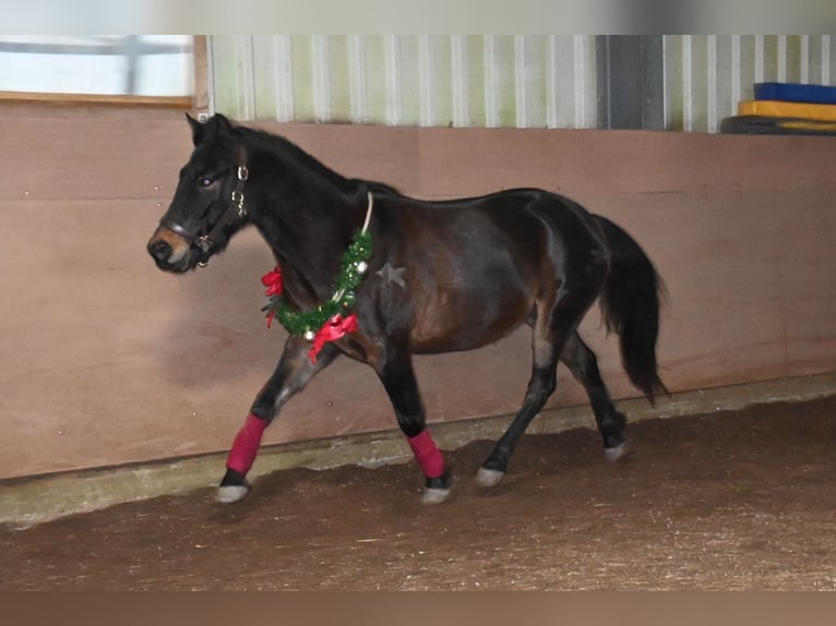 Inne kuce/małe konie Mix Wałach 9 lat 135 cm Gniada in Wuppertal