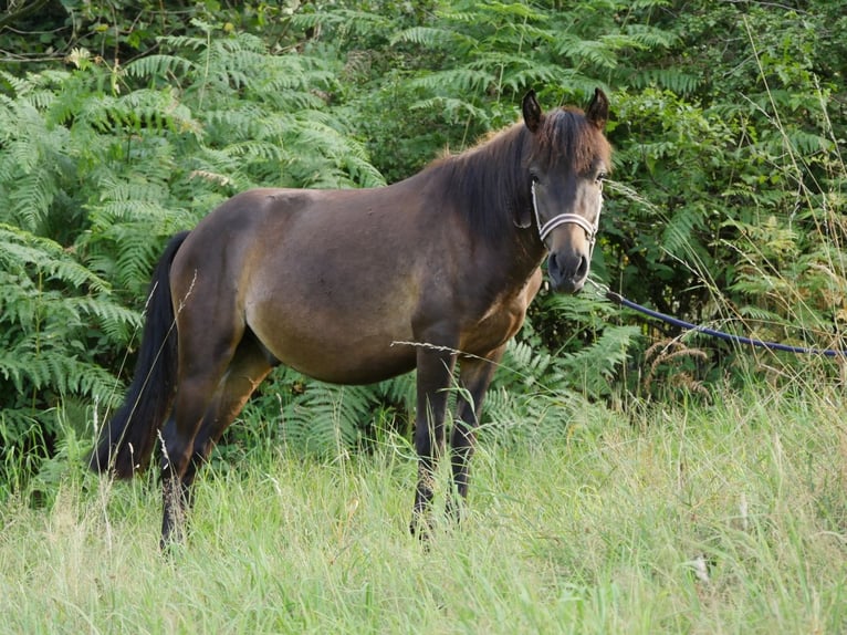 Inne kuce/małe konie Mix Wałach 9 lat 135 cm Gniada in Wuppertal
