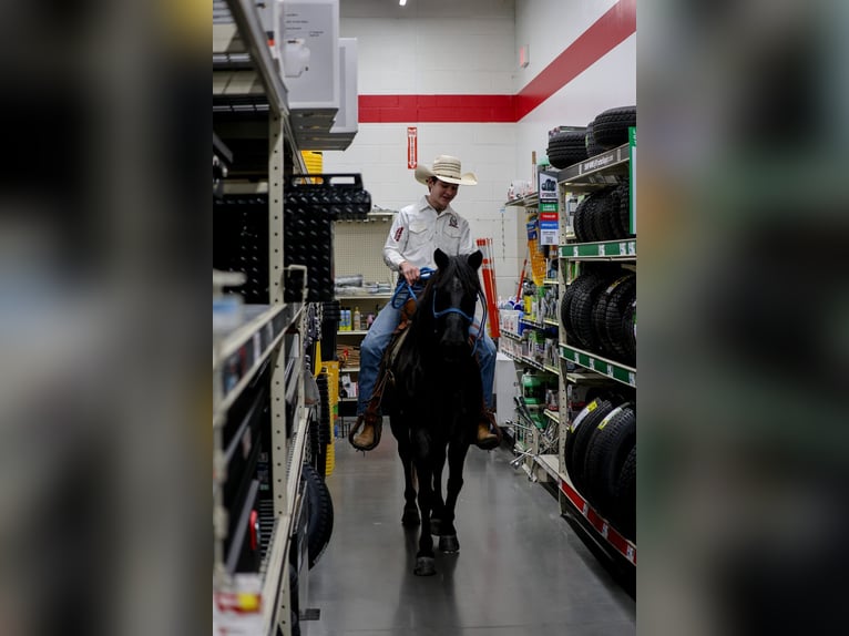 Inne kuce/małe konie Wałach 9 lat 135 cm Karodereszowata in Needmore