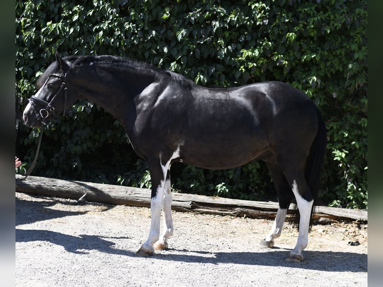 Inne kuce/małe konie Wałach 9 lat 135 cm Srokata in Geilenkirchen