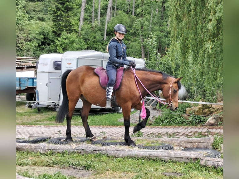 Inne kuce/małe konie Wałach 9 lat 140 cm Gniada in Bayerbach