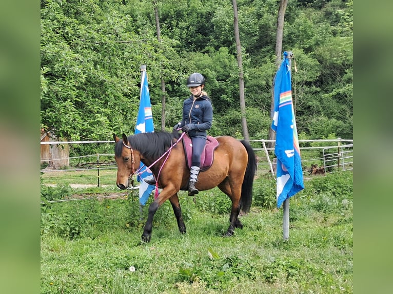Inne kuce/małe konie Wałach 9 lat 140 cm Gniada in Bayerbach