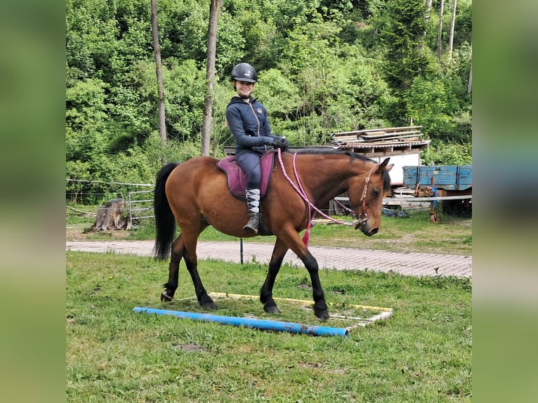 Inne kuce/małe konie Wałach 9 lat 140 cm Gniada in Bayerbach