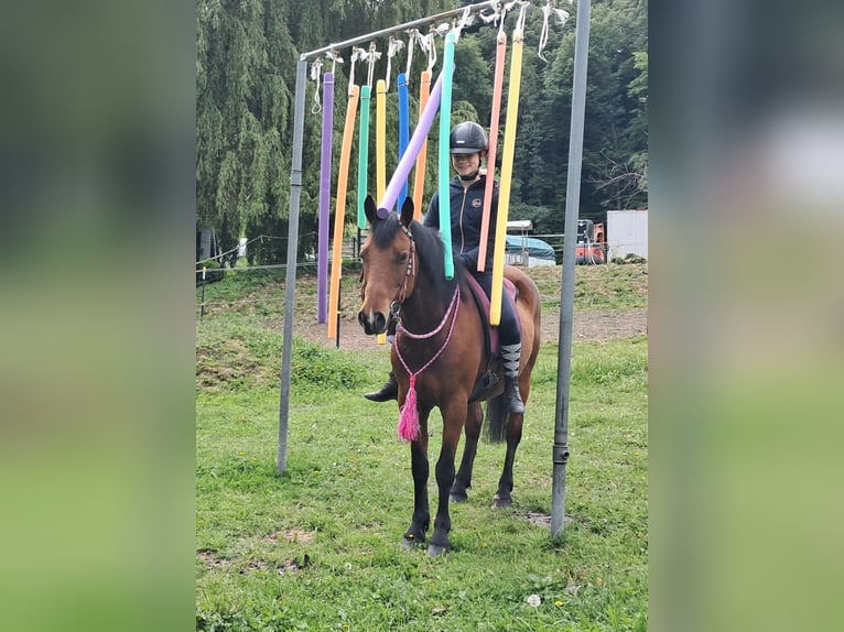 Inne kuce/małe konie Wałach 9 lat 140 cm Gniada in Bayerbach