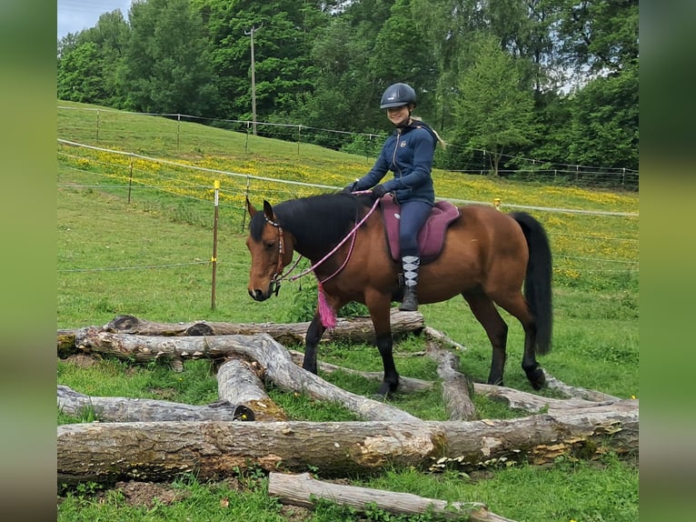 Inne kuce/małe konie Wałach 9 lat 140 cm Gniada in Bayerbach