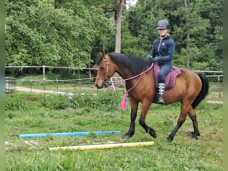 Inne kuce/małe konie Wałach 9 lat 140 cm Gniada in Bayerbach