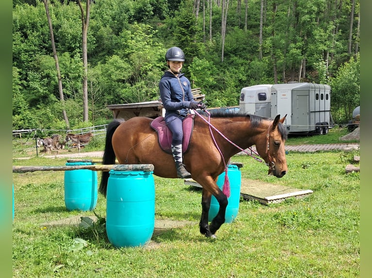 Inne kuce/małe konie Wałach 9 lat 140 cm Gniada in Bayerbach
