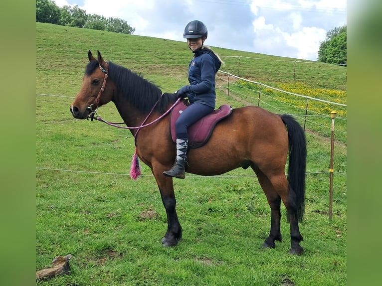 Inne kuce/małe konie Wałach 9 lat 140 cm Gniada in Bayerbach