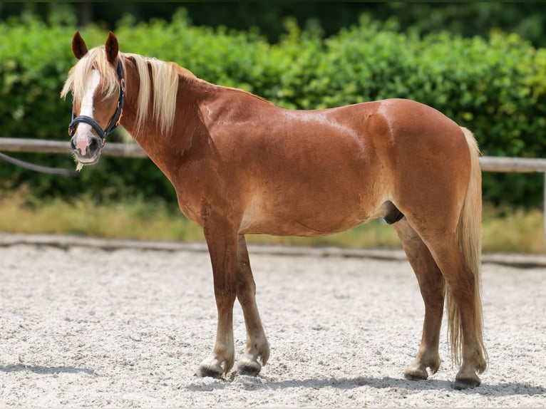 Inne kuce/małe konie Wałach 9 lat 148 cm Kasztanowata in Neustadt (Wied)