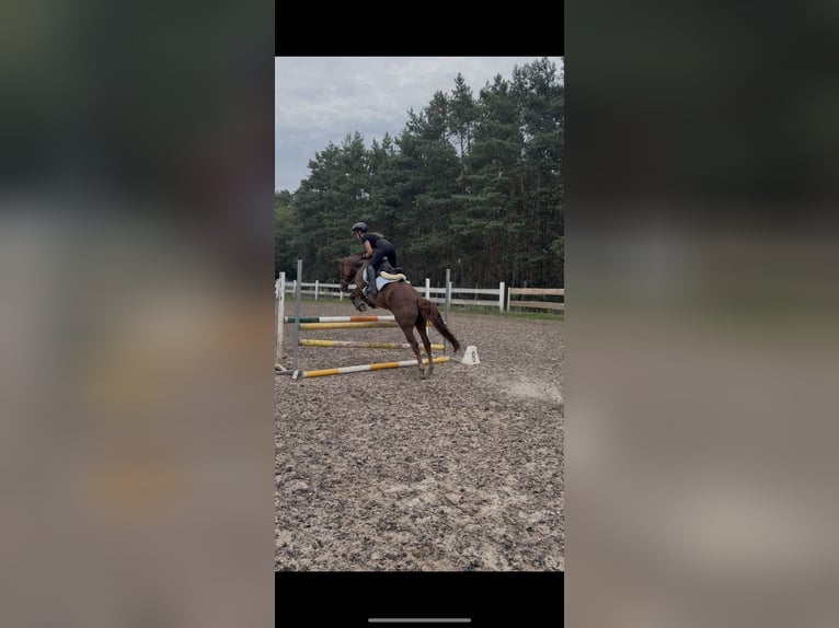 Inne kuce/małe konie Wałach 9 lat 148 cm Kasztanowata in Kościno 1C