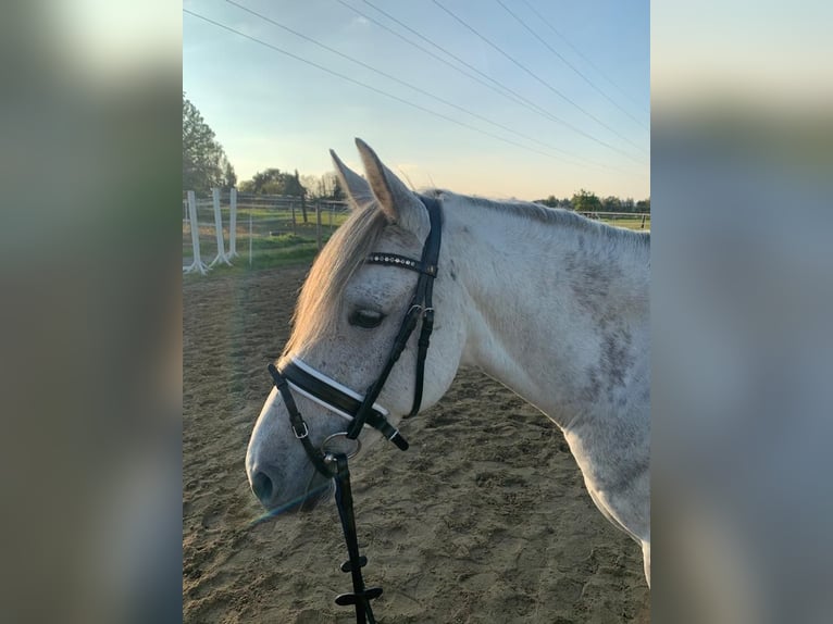Inne kuce/małe konie Mix Wałach 9 lat 148 cm Siwa jabłkowita in Essen