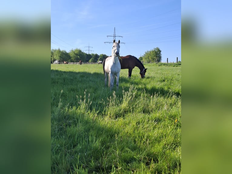 Inne kuce/małe konie Mix Wałach 9 lat 148 cm Siwa jabłkowita in Essen
