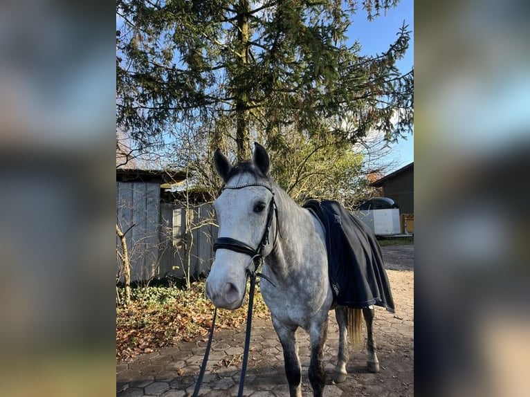 Inne kuce/małe konie Wałach 9 lat 148 cm Siwa in Norderstedt