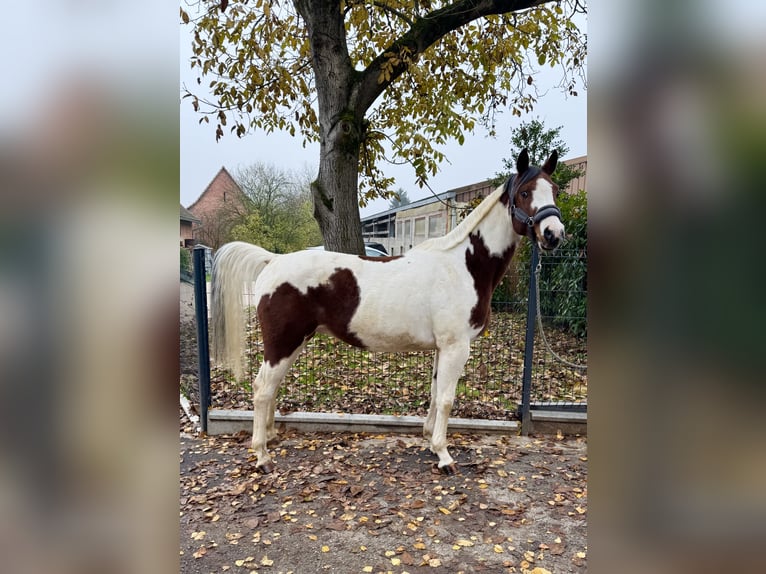 Inne kuce/małe konie Wałach 9 lat 149 cm Srokata in Rittershoffen