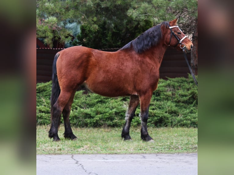Inne kuce/małe konie Wałach 9 lat 151 cm Gniada in Békés