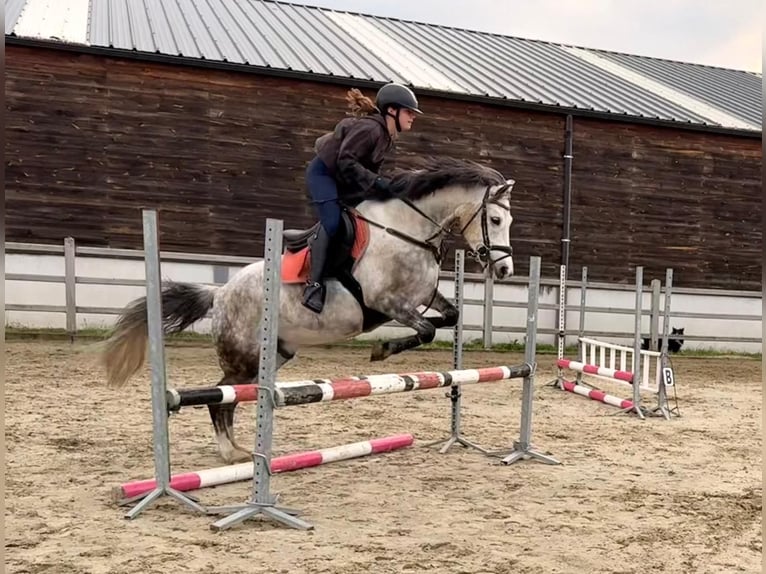 Inne kuce/małe konie Wałach 9 lat 152 cm Siwa in Puurs