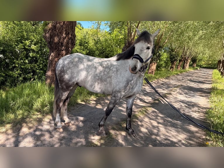 Inne kuce/małe konie Wałach 9 lat 152 cm Siwa in Puurs