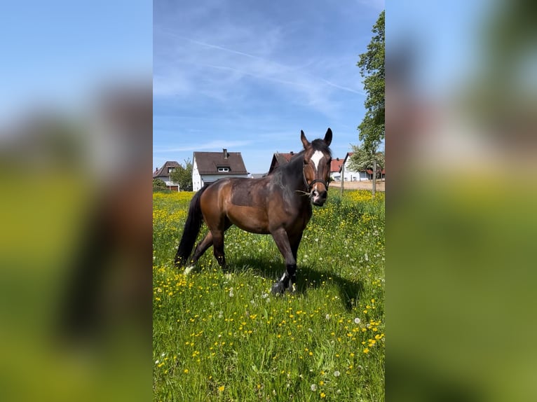Inne kuce/małe konie Wałach 9 lat 157 cm Ciemnogniada in Friedrichshafen