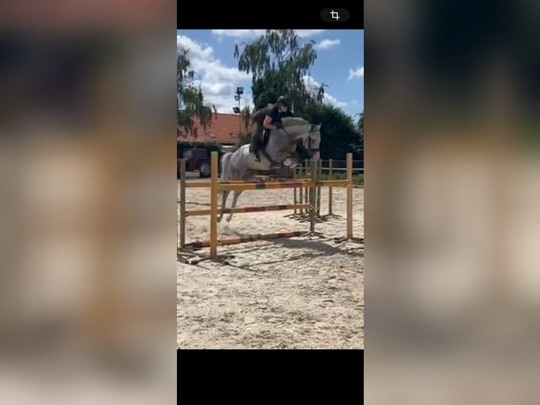 Irisches Vollblut Hengst 11 Jahre 165 cm Schimmel in Loenhout