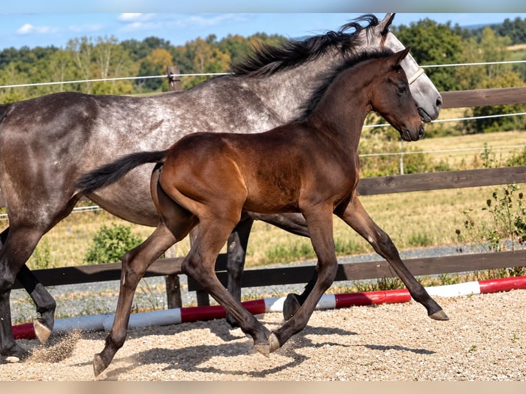 Irisches Vollblut Hengst Fohlen (01/2026) 166 cm Dunkelbrauner in Moulins