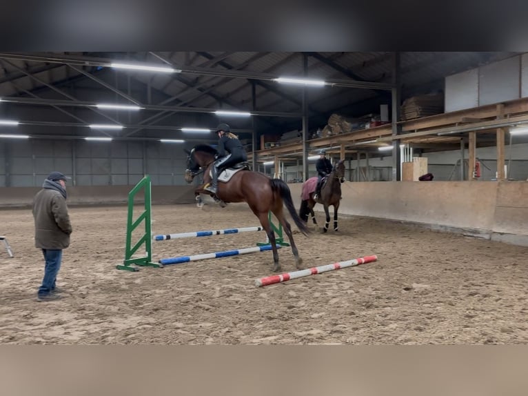 Irisches Vollblut Mix Stute 10 Jahre 155 cm Brauner in Septfontaine