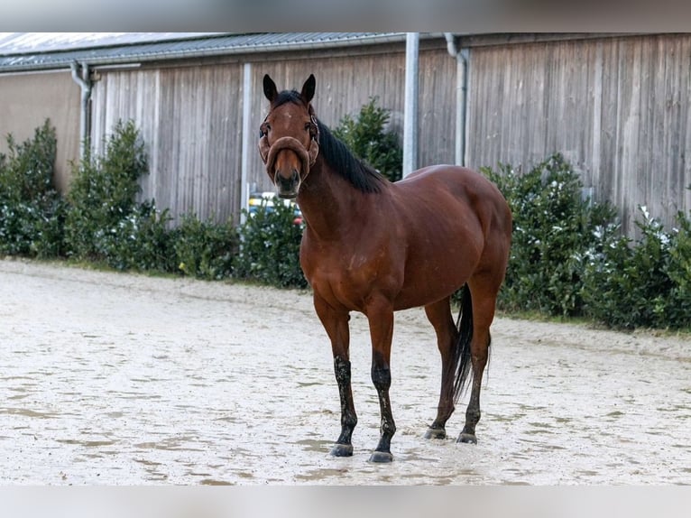 Irisches Vollblut Mix Stute 10 Jahre 155 cm Brauner in Septfontaine