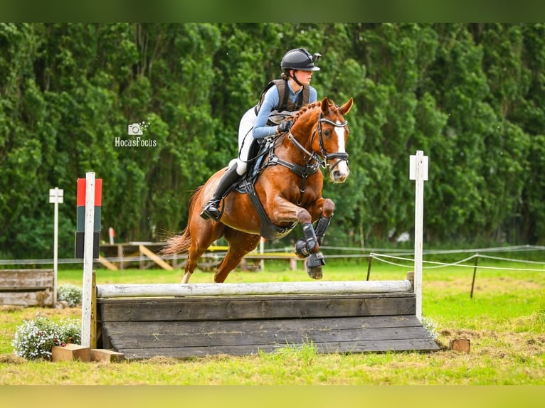Irisches Vollblut Stute 11 Jahre 155 cm Fuchs in Maasland