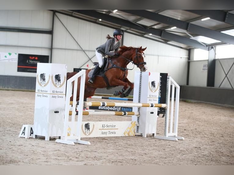 Irisches Vollblut Stute 11 Jahre 155 cm Fuchs in Maasland
