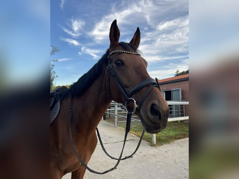 Irisches Vollblut Stute 12 Jahre 165 cm Brauner in Landesbergen