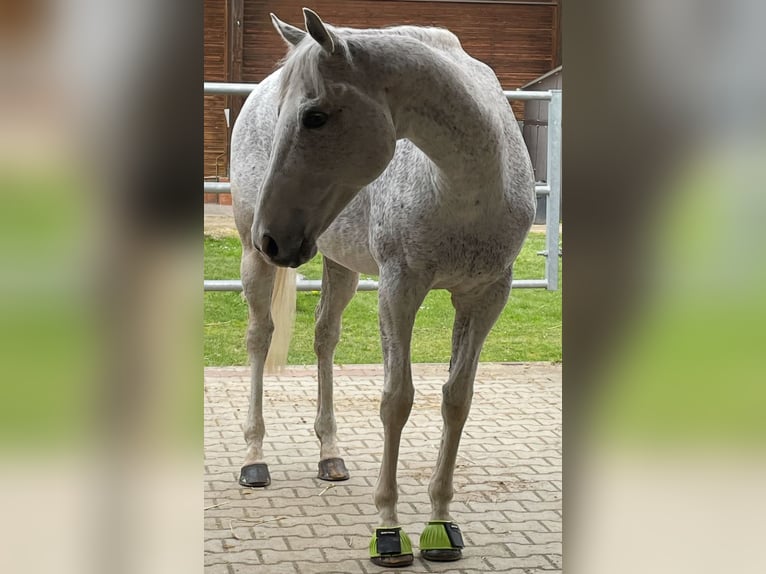Irisches Vollblut Stute 13 Jahre 160 cm Schimmel in Poxdorf