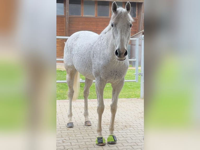 Irisches Vollblut Stute 13 Jahre 160 cm Schimmel in Poxdorf