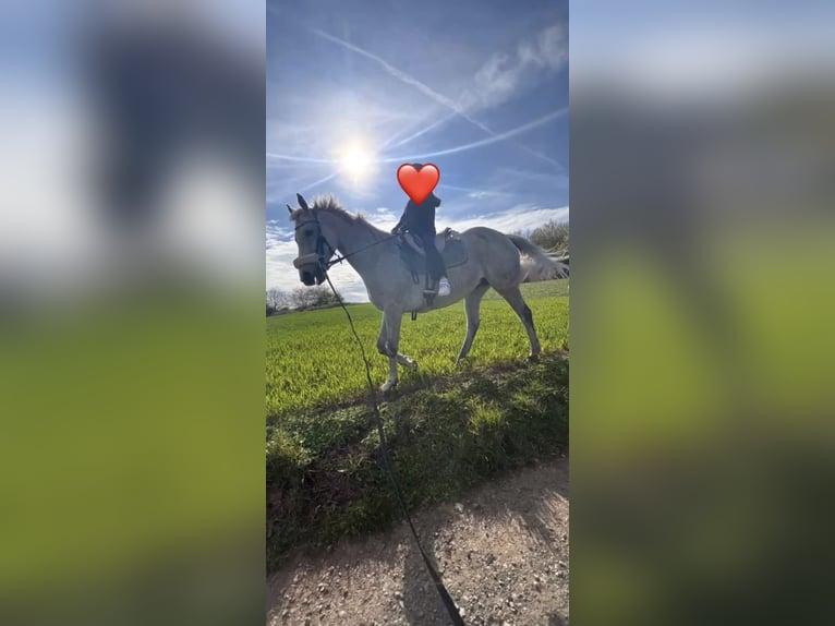 Irisches Vollblut Stute 18 Jahre 160 cm Apfelschimmel in Altenkirchen