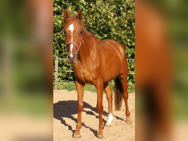 Irisches Vollblut Stute 3 Jahre 160 cm Fuchs in Velpke