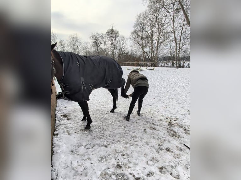 Irisches Vollblut Stute 4 Jahre 158 cm  in Wardenburg