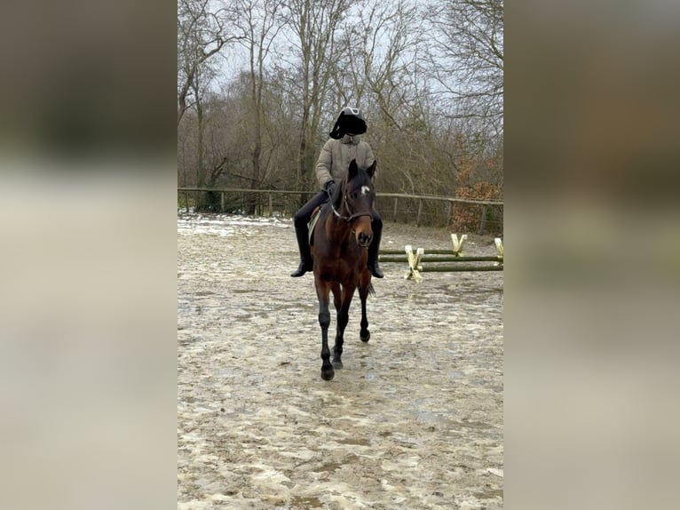 Irisches Vollblut Stute 4 Jahre 158 cm  in Wardenburg