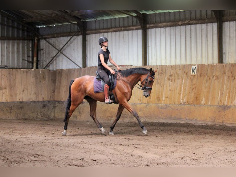 Irisches Vollblut Stute 4 Jahre 163 cm Brauner in Wijk en Aalburg