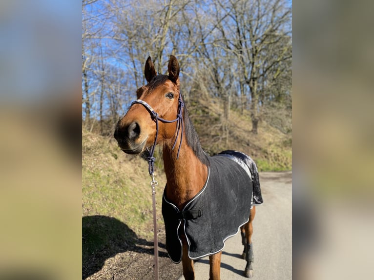 Irisches Vollblut Stute 5 Jahre 160 cm Brauner in Radevormwald