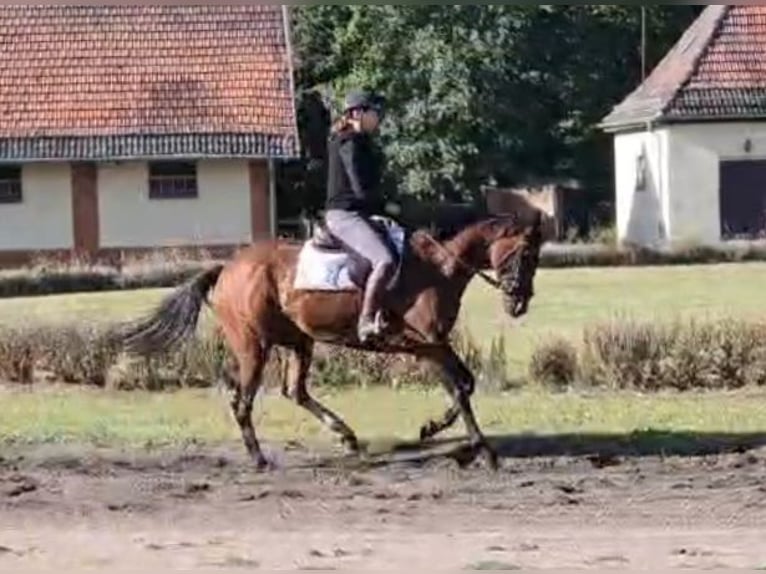 Irisches Vollblut Stute 5 Jahre 162 cm Brauner in Neuenhagen