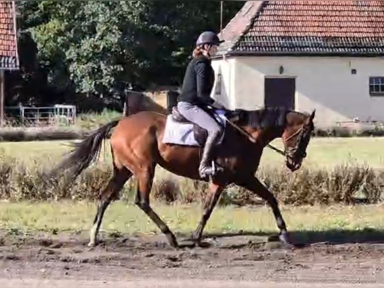 Irisches Vollblut Stute 5 Jahre 162 cm Brauner in Neuenhagen