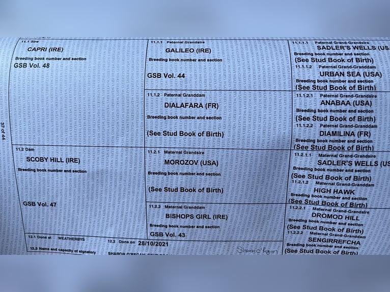 Irisches Vollblut Stute 5 Jahre 165 cm Schimmel in Homberg (Efze)