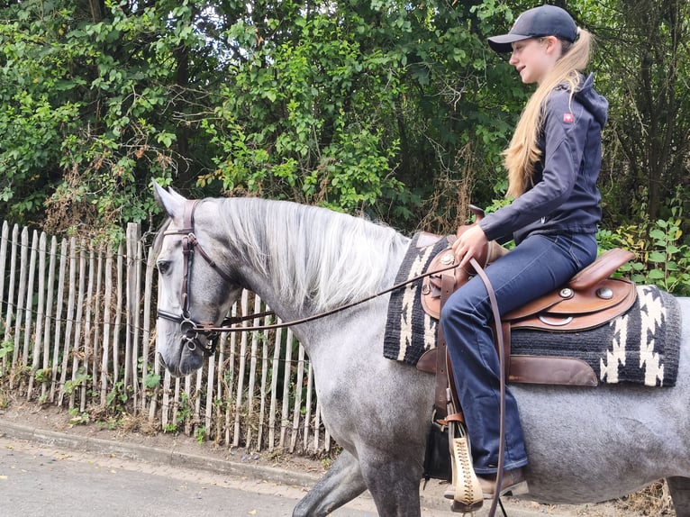 Irisches Vollblut Stute 5 Jahre 165 cm Schimmel in Homberg (Efze)