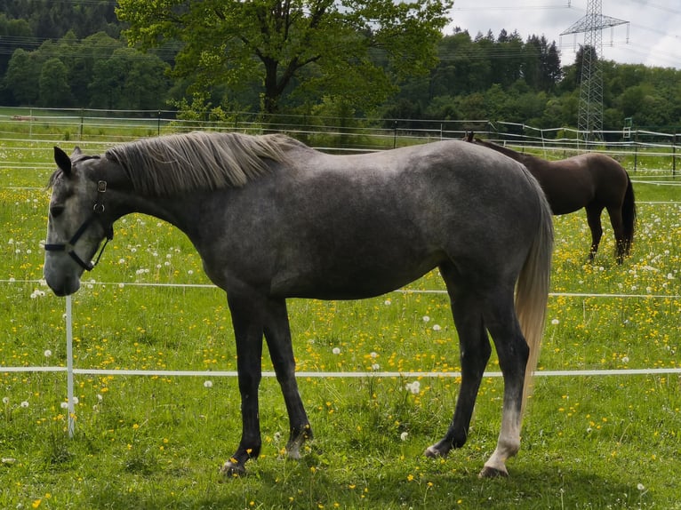 Irisches Vollblut Stute 5 Jahre 165 cm Schimmel in Homberg (Efze)