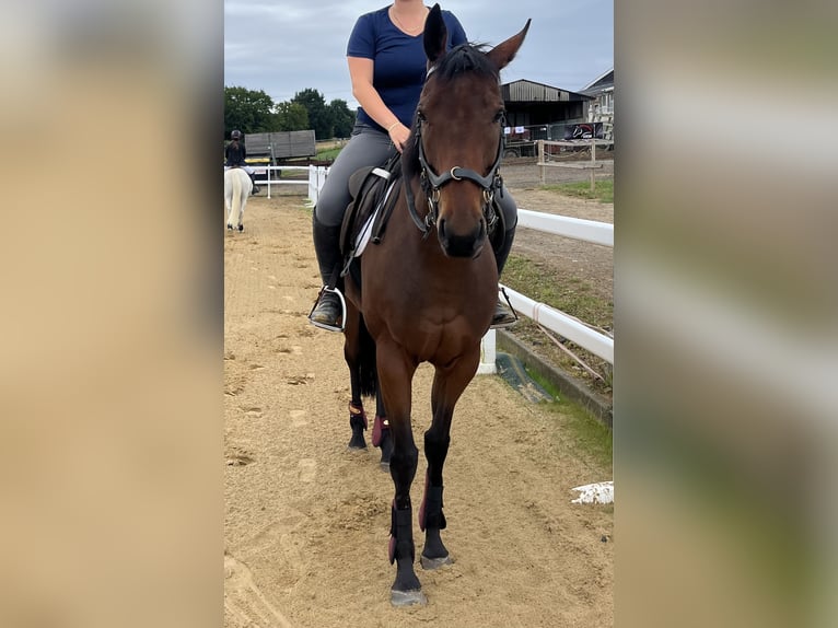 Irisches Vollblut Stute 6 Jahre 158 cm in Lohfelden