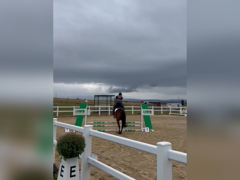 Irisches Vollblut Stute 6 Jahre 158 cm in Lohfelden