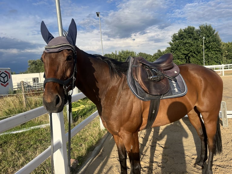 Irisches Vollblut Stute 6 Jahre 158 cm in Lohfelden