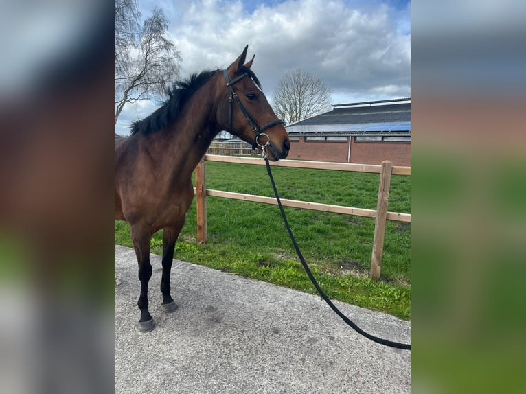Irisches Vollblut Stute 6 Jahre 160 cm Brauner in Gasselternijveen